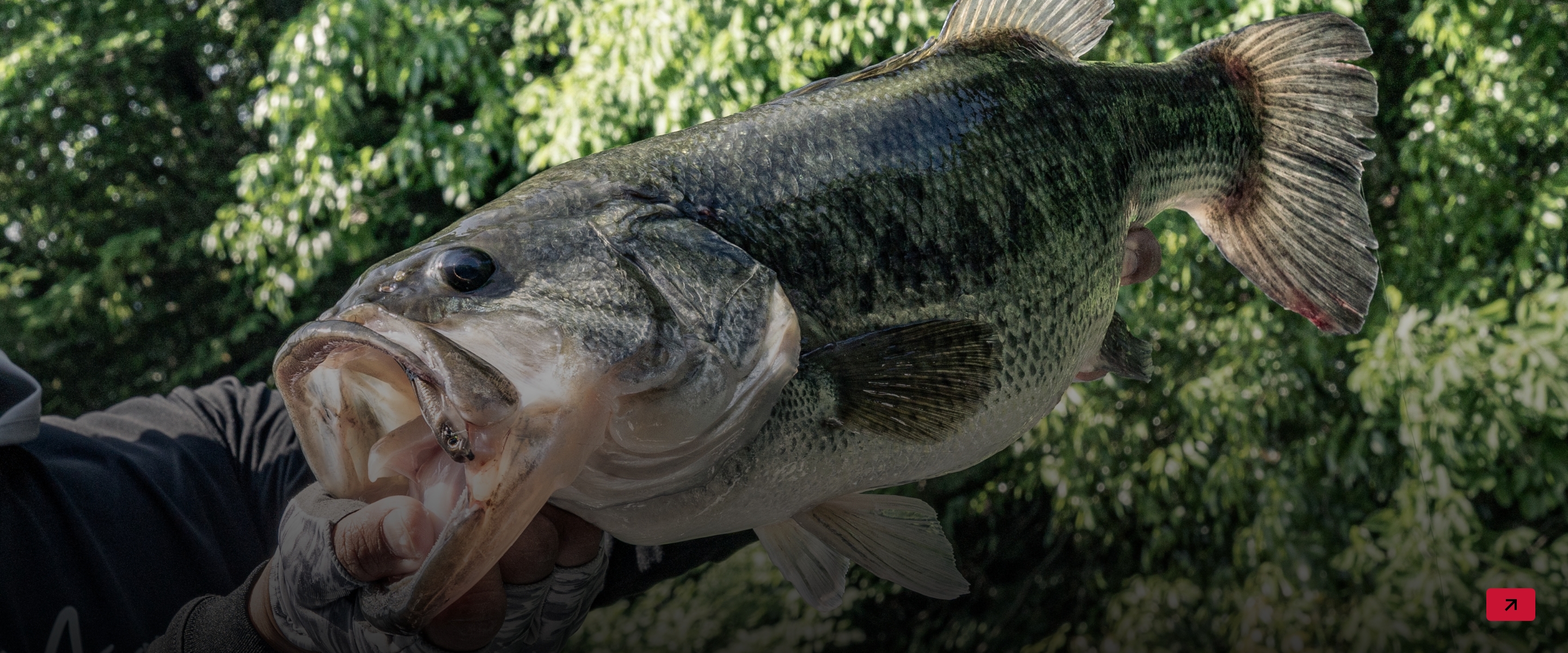 バスルアーのボタンバナー