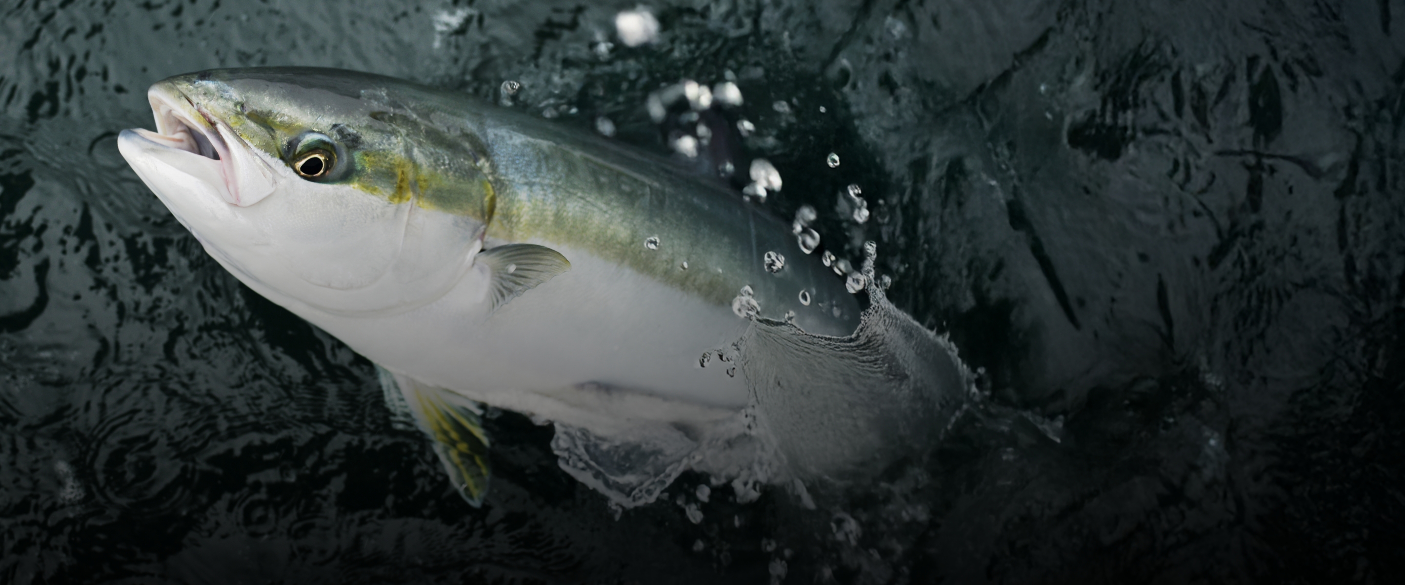 ソルトルアーのボタンバナー